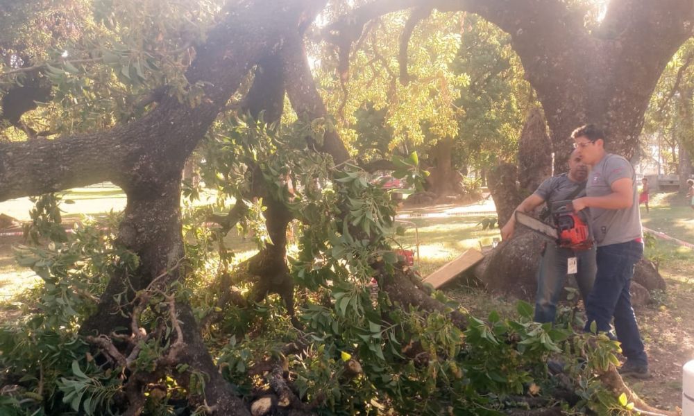 Cae parte de un árbol sobre personas en el Parque Municipal